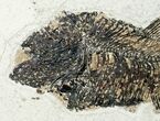 Two Large Diplomystus Fossil Fish - Wyoming #12152-6